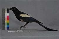 藏品(喜鵲)的圖片